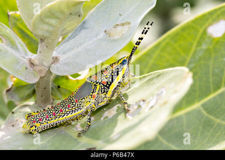 Poekilocerus pictus, unreifen gemalt oder großen bunten Heuschrecke im indischen Subkontinent gefunden, auch als ak Grasshopper Stockfoto