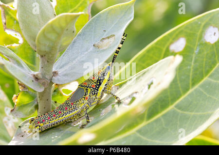 Poekilocerus pictus, unreifen gemalt oder großen bunten Heuschrecke im indischen Subkontinent gefunden, auch als ak Grasshopper Stockfoto