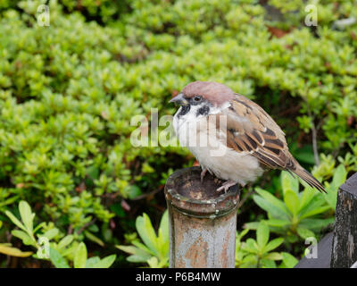 Einen fetten braunen und weißen Feldsperling Vögel sitzen auf einem hölzernen Stange der Zaun über Green Bush Hintergrund in einem japanischen Tempel mit den Konzepten von entschlossenen, einsam, einsam, und Entspannend Stockfoto