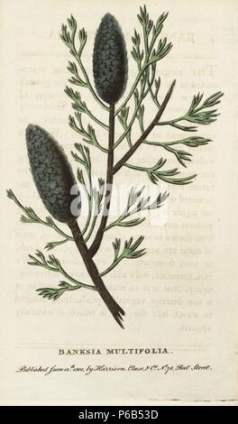 Banksia multifolia, unbekannte Arten von banksia. Papierkörbe Kupferstich aus der Naturforscher Pocket Magazin", Harrison, London, 1800. Stockfoto