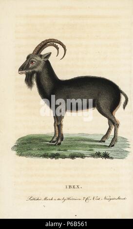 Steinböcke, Capra ibex. Papierkörbe Kupferstich aus der Naturforscher Pocket Magazin", Harrison, London, 1802. Stockfoto