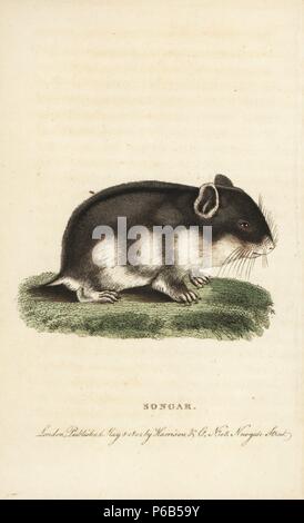 Songarus songar Ratte, Mus. Abbildung: Kopiert von Thomas Pennant. Papierkörbe Kupferstich aus der Naturforscher Pocket Magazin", Harrison, London, 1799. Stockfoto