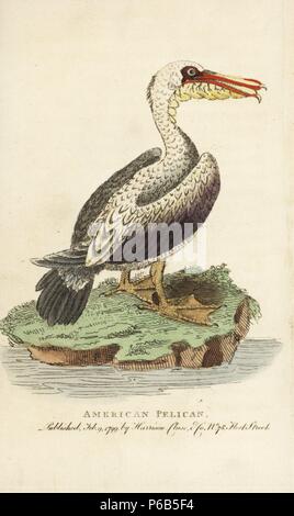 Brauner Pelikan, Pelecanus occidentalis. Papierkörbe Kupferstich aus der Naturforscher Pocket Magazin", Harrison, London, 1799. Stockfoto