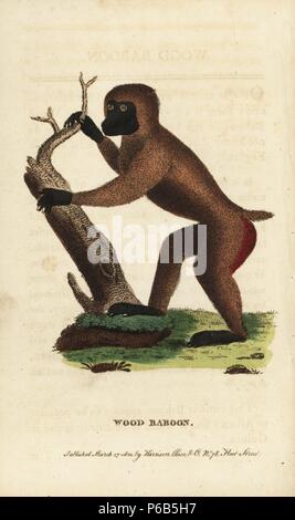 Bohrer, Mandrillus leucophaeus. (Holz Pavian, Simia Papio sylvicola) gefährdet. Papierkörbe Kupferstich aus der Naturforscher Pocket Magazin", Harrison, London, 1800. Stockfoto