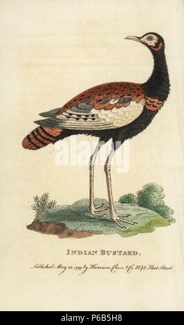 Bengalen florican, Houbaropsis bengalensis. (Indische Trappe, Otis Bengalensis) akut gefährdet. Abbildung: Kopiert von George Edwards. Papierkörbe Kupferstich aus der Naturforscher Pocket Magazin", Harrison, London, 1799. Stockfoto