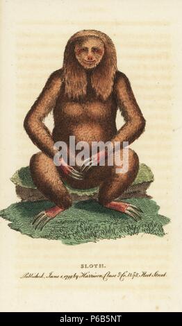 Drei-toed sloth, Bradypus tridactylus. Abbildung: Kopiert von George Edwards. Papierkörbe Kupferstich aus der Naturforscher Pocket Magazin", Harrison, London, 1799. Stockfoto