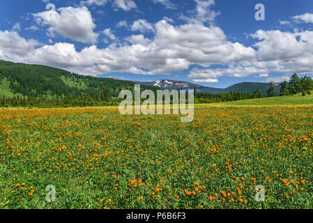 Tolle Berglandschaft mit leuchtend orangen Blüten Trollius asiaticus auf der grünen Wiese mit Emerald grass vor dem Hintergrund der Berge, Wald Stockfoto