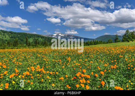 Tolle Berglandschaft mit leuchtend orangen Blüten Trollius asiaticus auf der grünen Wiese mit Emerald grass vor dem Hintergrund der Berge, Wald Stockfoto