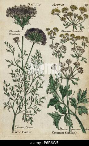 Wilde Möhre Daucus carota, Sellerie, apium graveolens. Papierkörbe botanischen Kupferstich von einem unbekannten Künstler von "Culpeper's Englisch Familie Arzt oder medizinische Kräuter vergrößert, mit mehreren Hundert zusätzliche Pflanzen, hauptsächlich von Sir John Hill" von Joshua Hamilton, London, W. Locke, 1792. Stockfoto