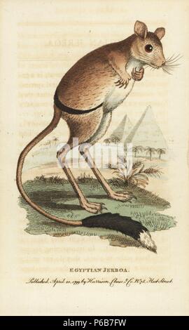 Größere Ägyptische jerboa, Jaculus orientalis, mit Pyramiden im Hintergrund. Abbildung: Kopiert von George Edwards. Papierkörbe Kupferstich aus der Naturforscher Pocket Magazin", Harrison, London, 1799. Stockfoto