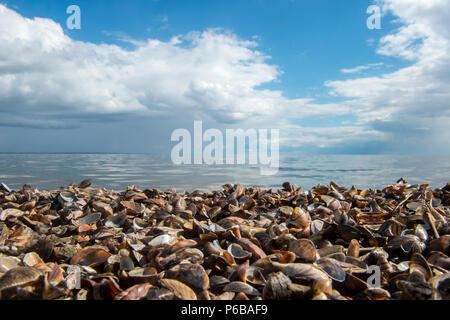 Bunte Ostsee Muscheln strukturierten Hintergrund am Strand. Umweltverschmutzung Stockfoto