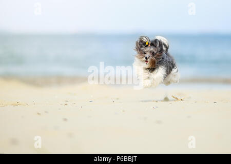 Liebenswert, glücklich, Schwarz, Grau und Weiß Bichon Havaneser hunde Laufen am Strand, in der Luft gefangen, an einem hellen, sonnigen Tag. High Speed Action Shot Stockfoto