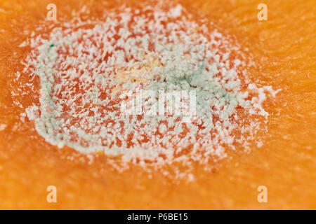 Orange mit Schimmel und Verdorbenes Faules helle lecker Stockfoto