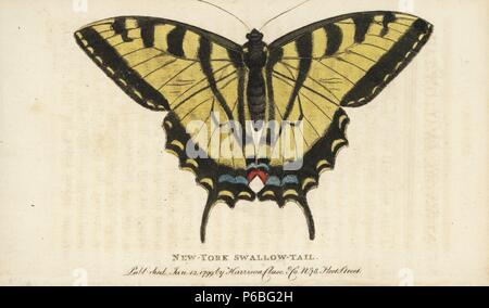 Zwei-tailed swallowtail Butterfly, Papilio multicaudata. (New York Swallowtail) Papierkörbe Kupferstich aus der Naturforscher Pocket Magazin", Harrison, London, 1799. Stockfoto