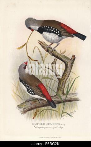 Diamond firetail, Stagonopleura guttata. (Diamond sparrow, Steganophora guttata) Chromolithograph von Brumby und Clarke nach einem Gemälde von Frederick William Frohawk von "ausländischen Arthur Gardiner Butler's Finken in Gefangenschaft", London, 1899. Stockfoto