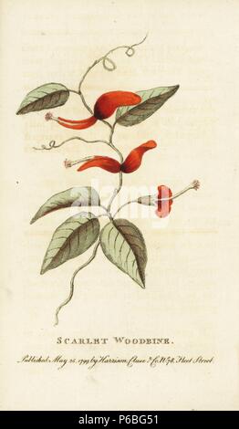 Scarlet woodbine von New South Wales, Lonicera Arten? Papierkörbe Kupferstich aus der Naturforscher Pocket Magazin", Harrison, London, 1799. Stockfoto