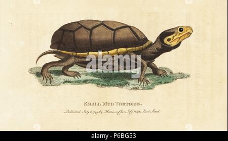 Eastern mud Turtle, Kinosternon subrubrum. (Kleine Schlamm Schildkröte) Abbildung von George Edwards nach William Bartram kopiert. Papierkörbe Kupferstich aus der Naturforscher Pocket Magazin", Harrison, London, 1799. Stockfoto