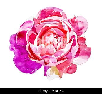 Hell Rosa auf weißem Hintergrund Stock Vektor