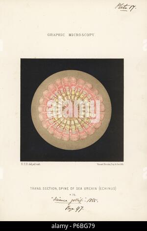 Querschnitt durch die Wirbelsäule eines Seeigel, Echinus sp., vergrößerte x 75. Chromolithograph nach einer Illustration von E.T.D., Lithographiert von Vincent Brooks, von 'Grafik Mikroskopie" Platten zu veranschaulichen" hardwicke's Science Klatsch", London, 1865-1885. Stockfoto