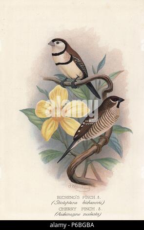 Doppelklicken gesperrt Fink, Taeniopygia bichenovii und Pflaume - Kopf Fink, Neochmia modesta. Chromolithograph von Brumby und Clarke nach einem Gemälde von Frederick William Frohawk von "ausländischen Arthur Gardiner Butler's Finken in Gefangenschaft", London, 1899. Stockfoto