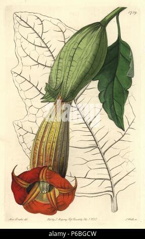 Der rote Engel Trompete, Brugmansia sanguinea (zweifarbig Engelstrompeten, Brugmansien bicolor). In Guayaquil, Südamerika. Papierkörbe Kupferstich von S. Watt nach einer Abbildung von Miss Drake von Sydenham Edwards'' Der Botanische Registrieren", London, Ridgway, 1835. Sarah Anne Drake (1803-1857) zog über 1.300 Platten für die Botaniker John Lindley, darunter viele Orchideen. Stockfoto