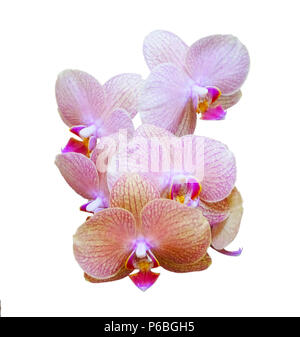 Orchird Zweig isoliert auf weißem Stockfoto