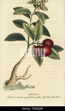 Erdbeerbaum oder Zuckerrohr apple, Arbutus unedo. Papierkörbe Kupferstich aus der Naturforscher Pocket Magazin", Harrison, London, 1799. Stockfoto