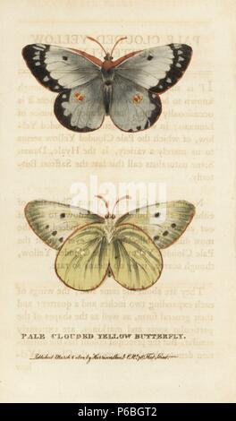 Blass gelben Schmetterling getrübt, Colias hyale. Obere und unter Seiten. Papierkörbe Kupferstich aus der Naturforscher Pocket Magazin", Harrison, London, 1800. Stockfoto