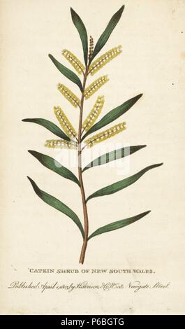 Catkin Strauch von New South Wales, Australien. Papierkörbe Kupferstich aus der Naturforscher Pocket Magazin", Harrison, London, 1803. Stockfoto