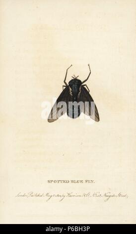 Blue fliegen von New South Wales entdeckt. Papierkörbe Kupferstich aus der Naturforscher Pocket Magazin", Harrison, London, 1802. Stockfoto