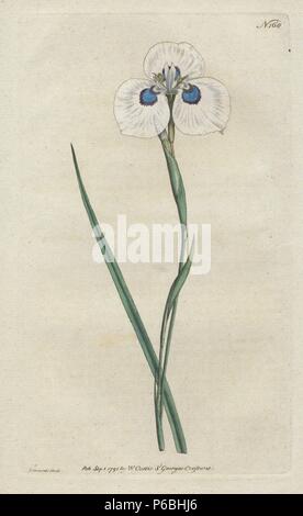 Peacock Iris, Moraea aristata (Iris pavonia). Papierkörbe Kupferstich erstellt und von Sydenham Edwards von William Curtis's Botanical Magazine, graviert, "St. George's Crescent, London, 1791. Stockfoto