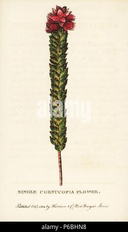 Single Füllhorn Blume. Unbekannte Arten aus New South Wales. Papierkörbe Kupferstich aus der Naturforscher Pocket Magazin", Harrison, London, 1802. Stockfoto