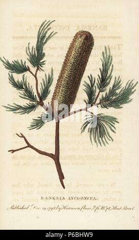 Banksia incognita, unbekannte Arten aus New South Wales. Papierkörbe Kupferstich aus der Naturforscher Pocket Magazin", Harrison, London, 1798. Stockfoto