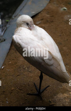 Serie von Fotos, die verschiedene Arten von Vögeln und Amphibien in einem articiafial Oase Stockfoto