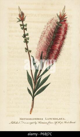 Callistemon Bottlebrush Blume, lanceolatus. (Metrosideros Integrifolia) Papierkörbe Kupferstich aus der Naturforscher Pocket Magazin", Harrison, London, 1798. Stockfoto