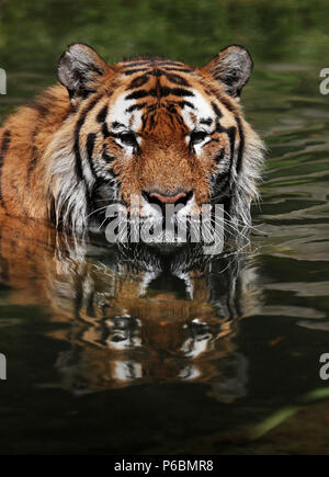 Oussari, ein männlicher amur Tiger, nimmt ein Bad im Wasser bei Dublin Zoo, wenn die Temperaturen weiter ansteigen. Stockfoto