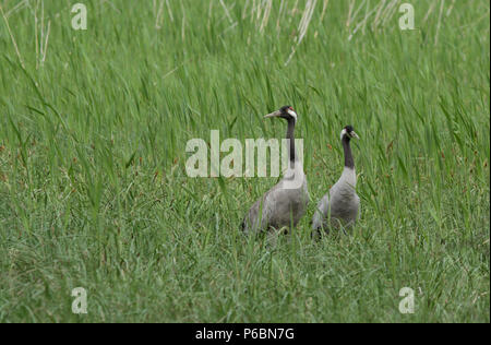 Ein Paar von Common Kran, Grus grus stehend Seite an Seite im Schilffeld Stockfoto