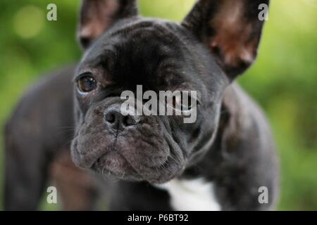 12 Wochen alte Französische Bulldogge Welpen Gesicht Nahaufnahme Stockfoto