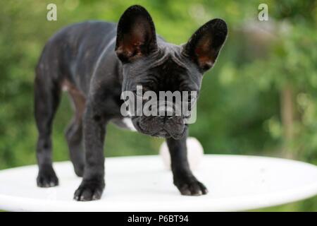 12 Wochen alte Französische Bulldogge Welpe, stehend auf einem Tisch Stockfoto