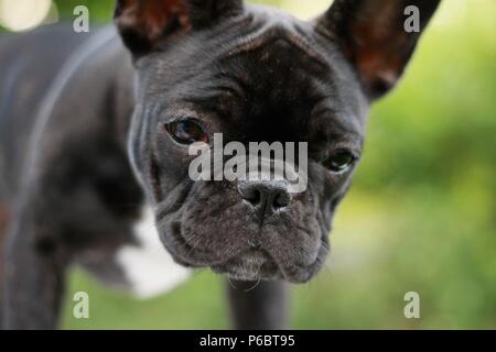 12 Wochen alte Französische Bulldogge Welpen Gesicht Nahaufnahme Stockfoto