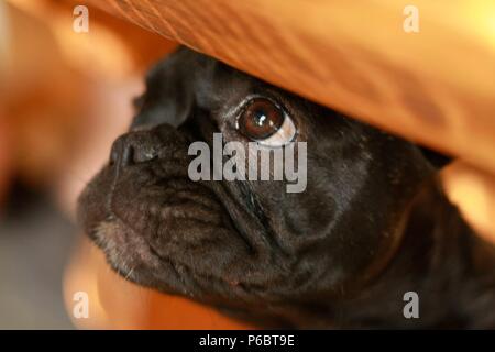 12 Wochen alte Französische Bulldogge puppie versteckt unter einer Tabelle Stockfoto