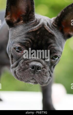 12 Wochen alte Französische Bulldogge Welpen Gesicht Nahaufnahme Stockfoto