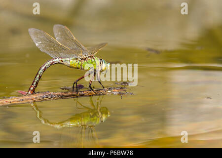 Frau Kaiser dragonfly Eier auf schwimmenden Schmutz in kleinen Mann machte eine große Libelle mit grün blau Bauch in weiblich mit dunklen dorsalen Linie Teich Stockfoto