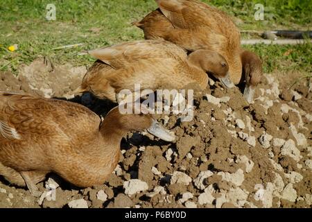 Khaki Campbell Enten suchen nach Essen im Gartenboden, biologische Slug, Wales, Großbritannien Stockfoto