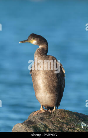 Juvenile Shag, Phalacrocorax Aristotelis, Großbritannien Stockfoto