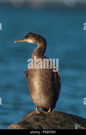 Juvenile Shag, Phalacrocorax Aristotelis, Großbritannien Stockfoto