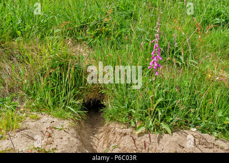 Kaninchen graben oder Eingang zu Warren umgeben von GRÄSERN IM FRÜHLING UND EINE Blume Fingerhut Stockfoto