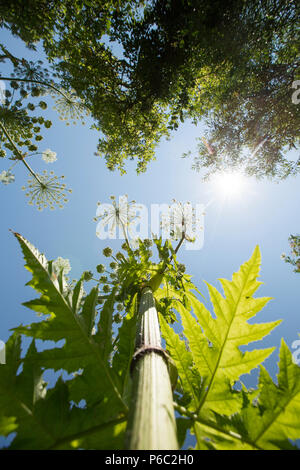 Riesenbärenklau Heracleum mantegazzianum im Sonnenschein,, wächst an den Ufern des Flusses in der Nähe von Dorset Stour Sturminster Newton. Riesenbärenklau ist ein Intro Stockfoto