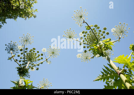 Riesenbärenklau Heracleum mantegazzianum im Sonnenschein,, wächst an den Ufern des Flusses in der Nähe von Dorset Stour Sturminster Newton. Riesenbärenklau ist ein Intro Stockfoto