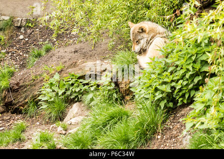 Europäische Wolf in Innsbruck ALPENZOO Stockfoto